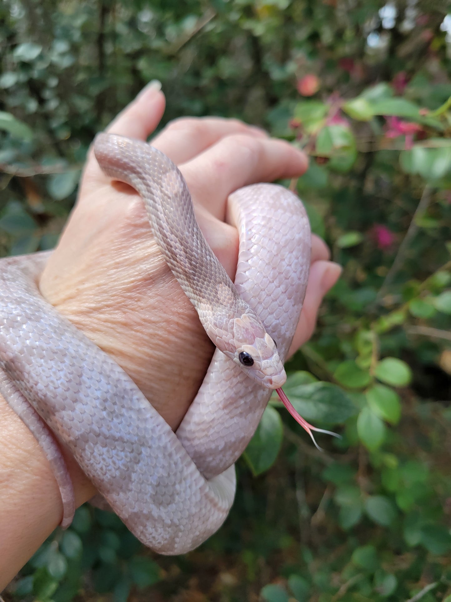 "BaLa123 - Violet" Hypo Lavender