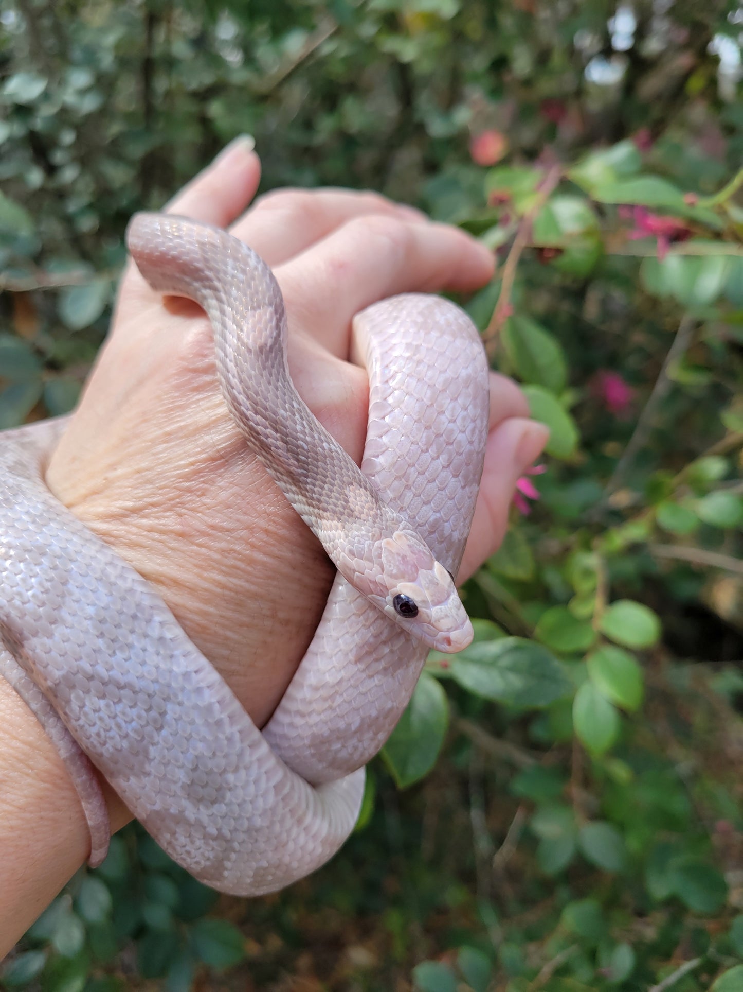 "BaLa123 - Violet" Hypo Lavender