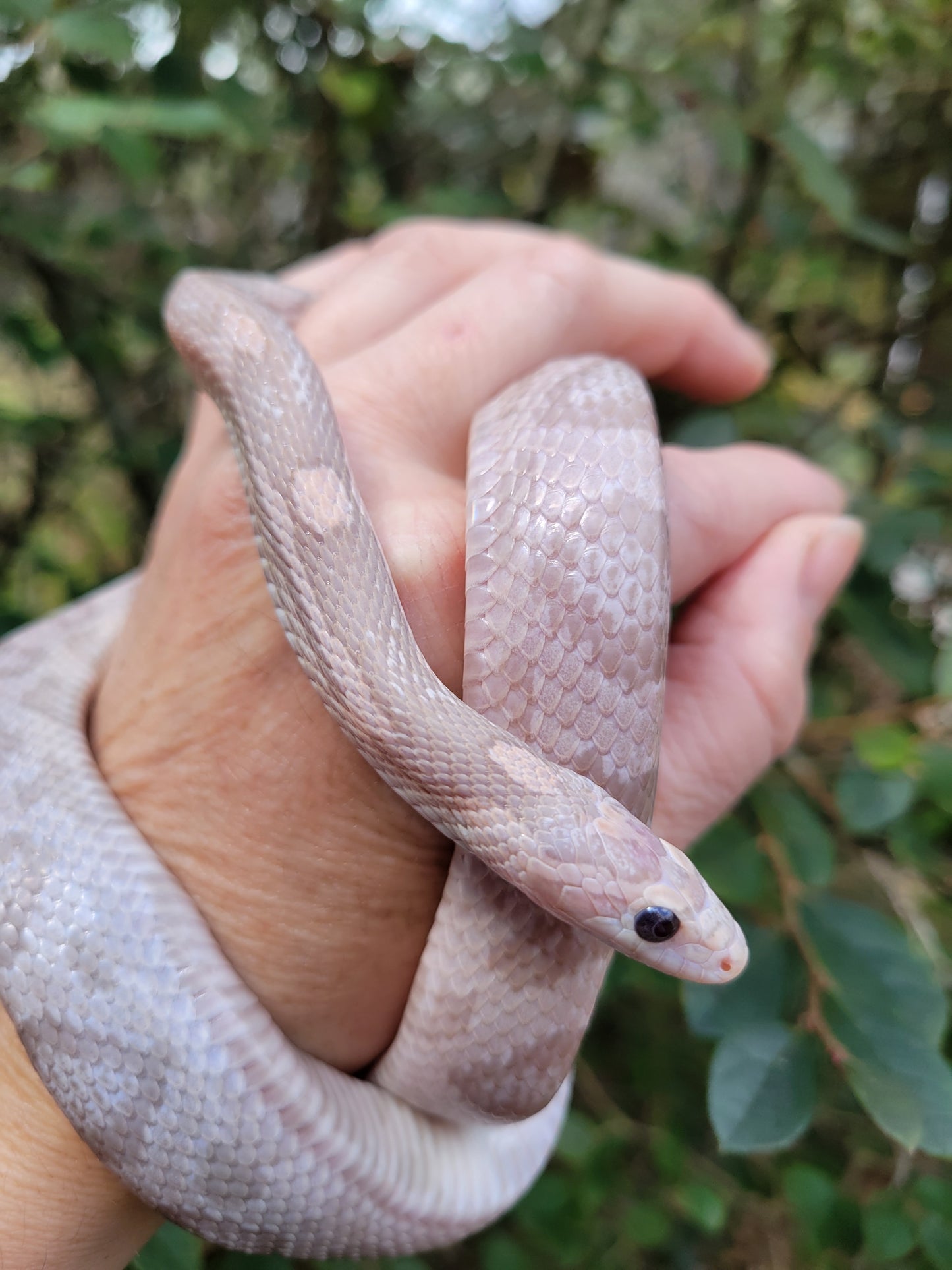 "BaLa123 - Violet" Hypo Lavender