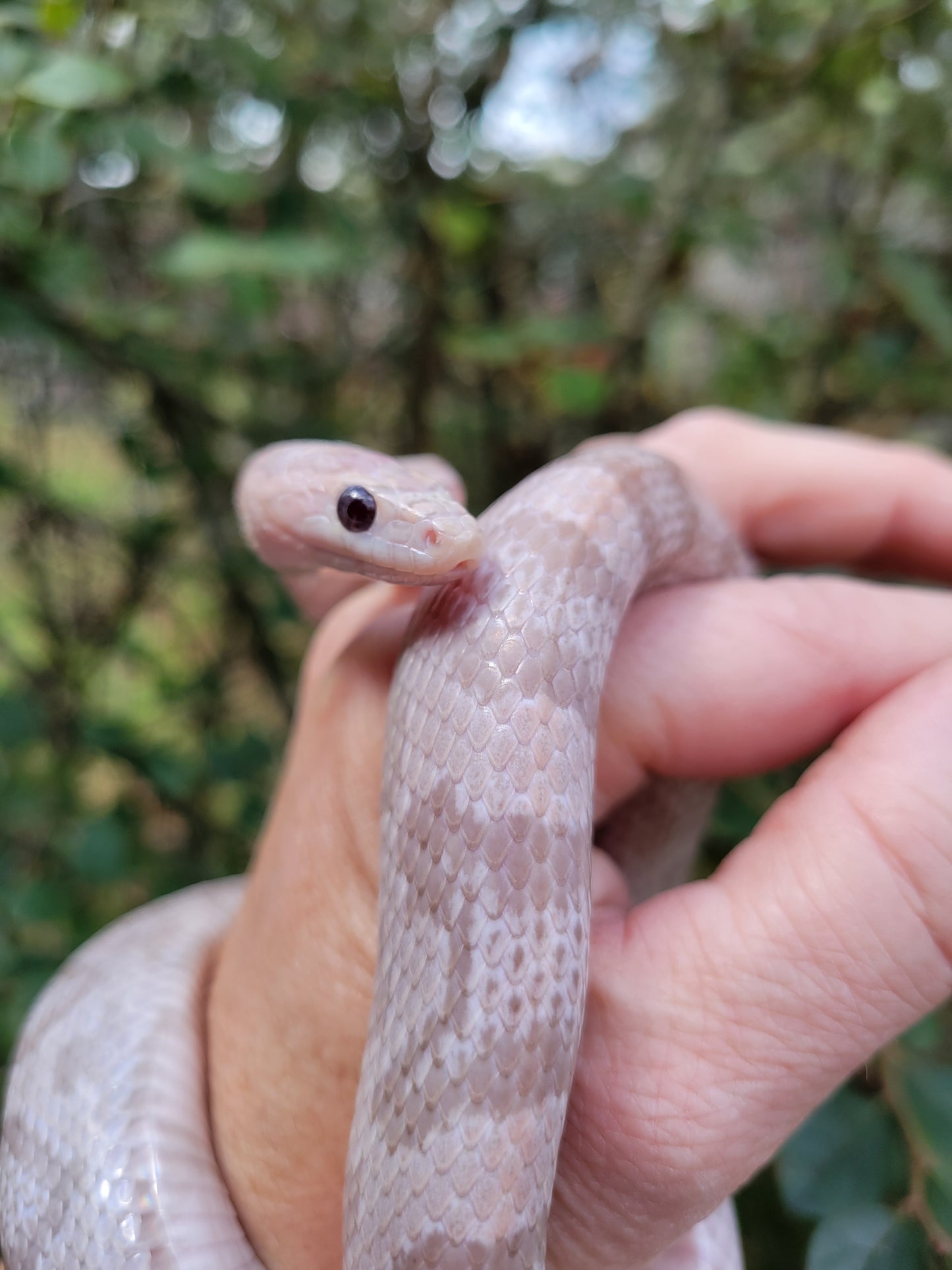 "BaLa123 - Violet" Hypo Lavender