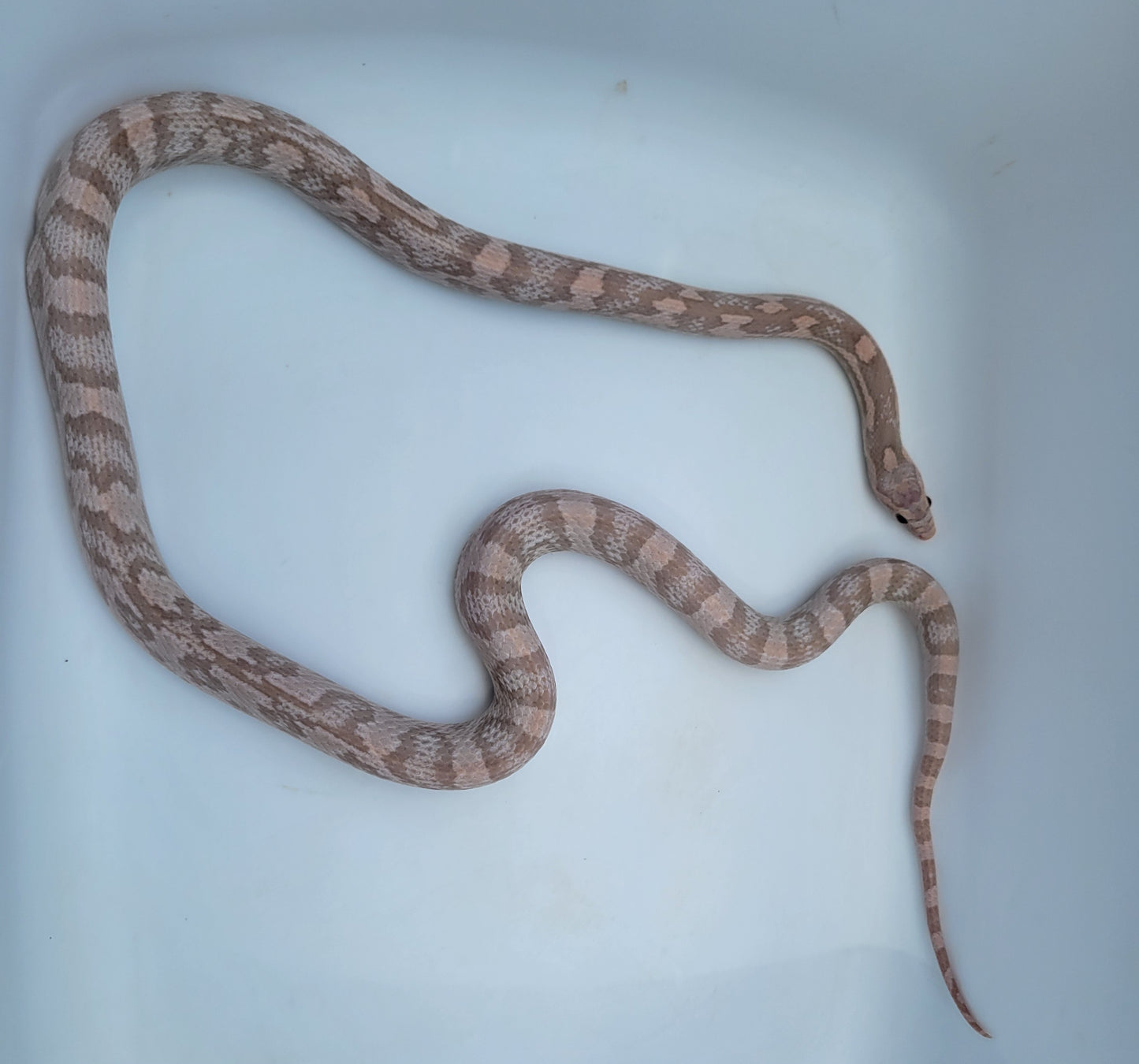 "BaLa123 - Violet" Hypo Lavender