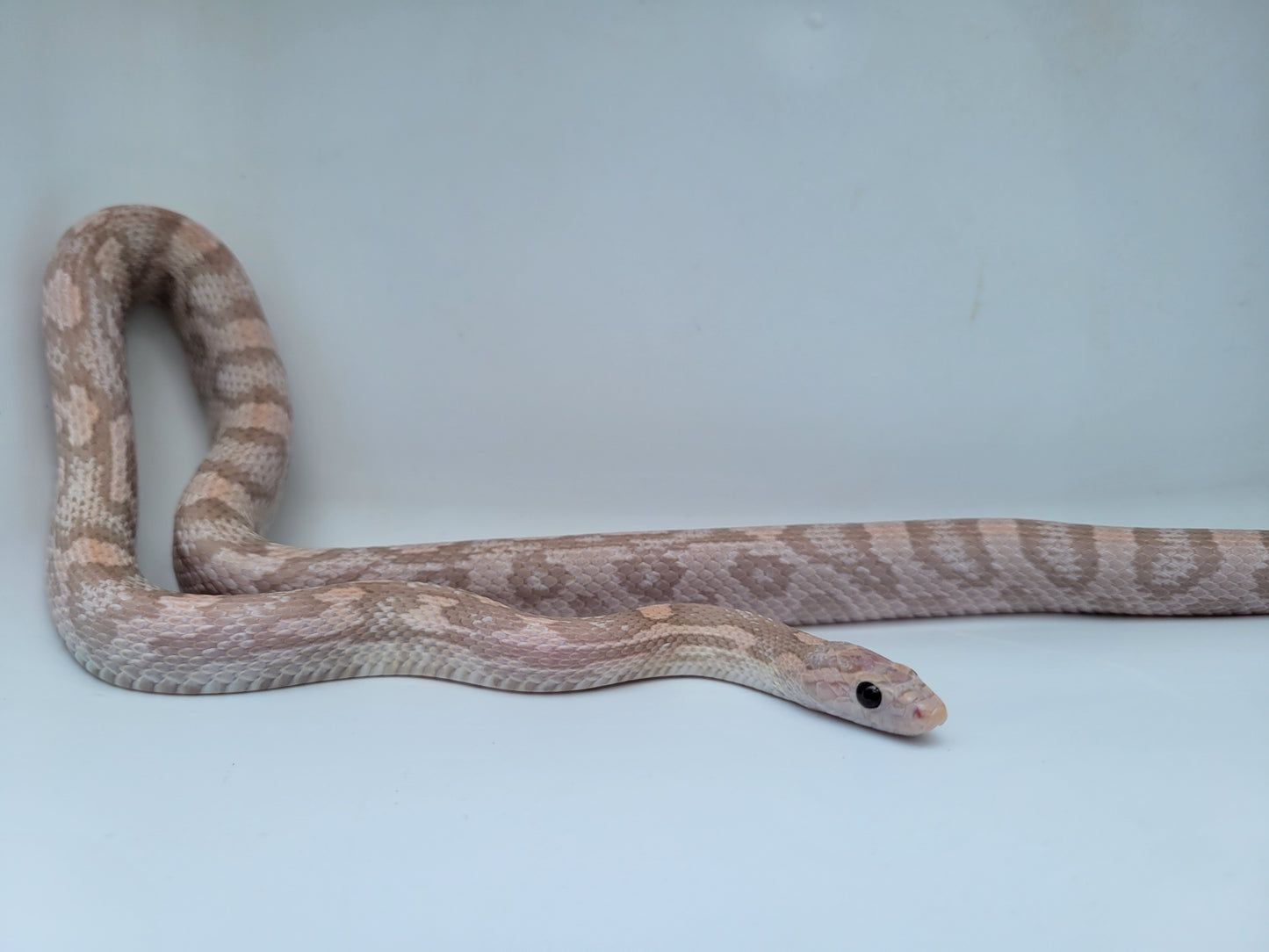 "BaLa123 - Violet" Hypo Lavender