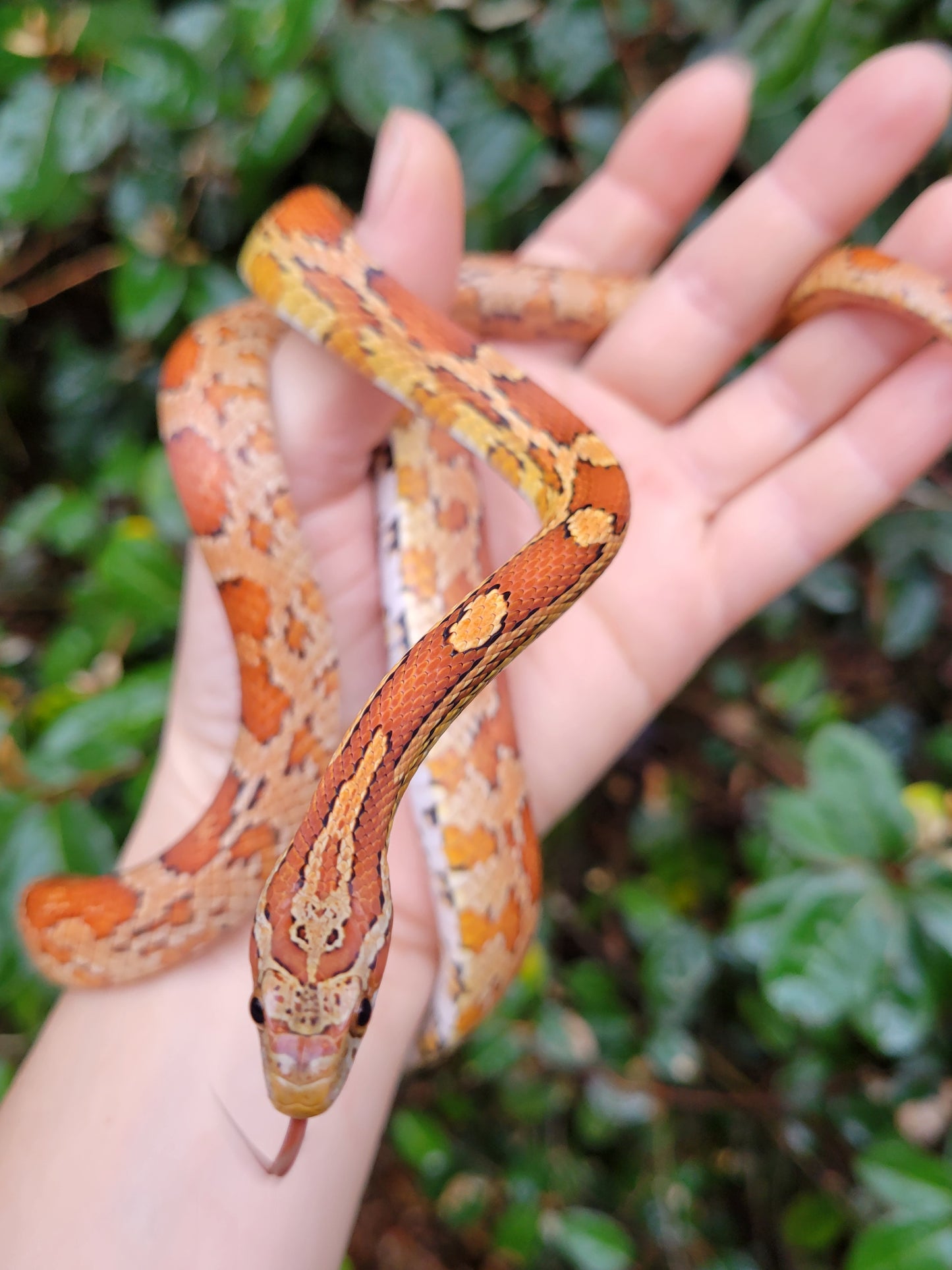 "Werther's" Classic with hets VlHe12418hb