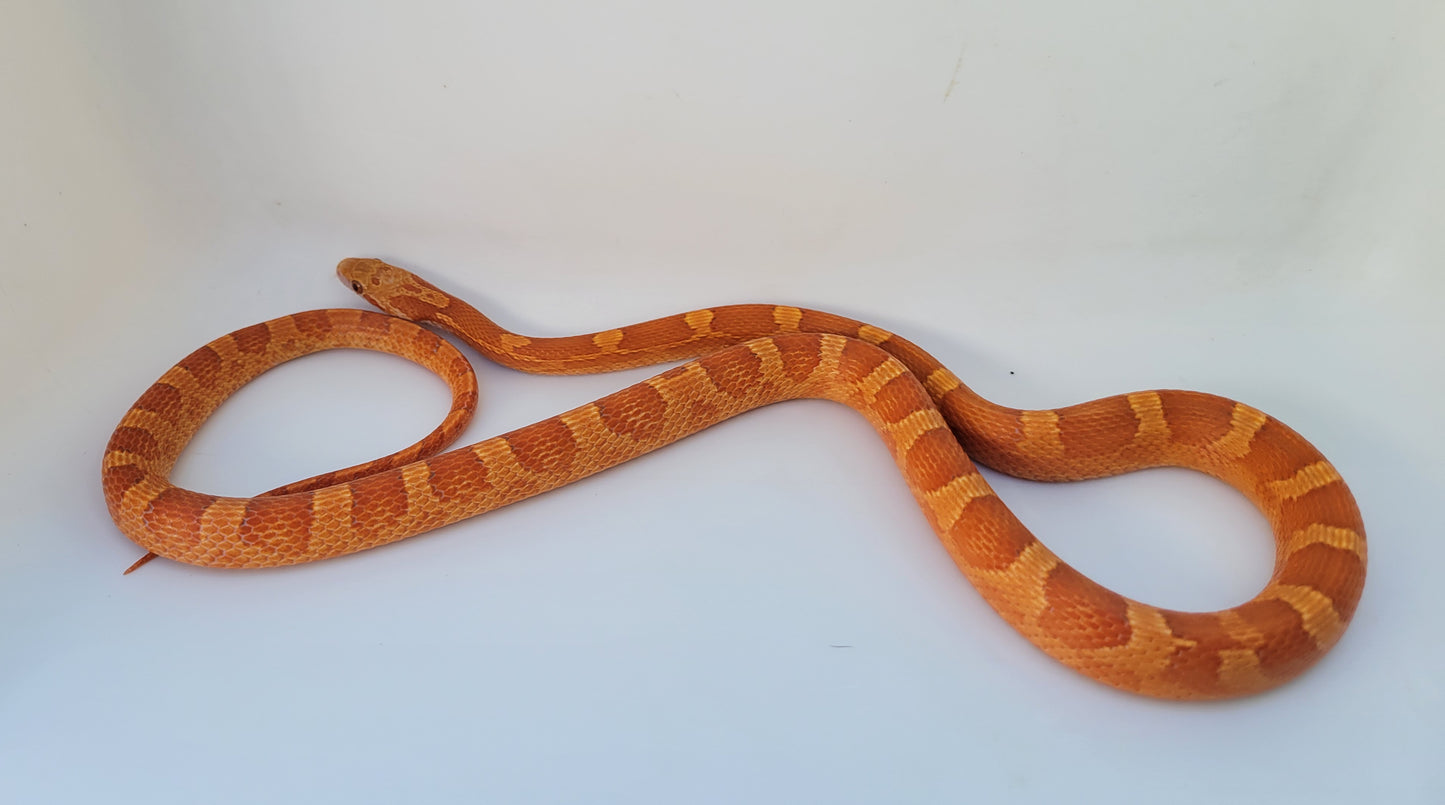 "Jolly Rancher" Hypo Ultra Bloodred Pied Jumi12403