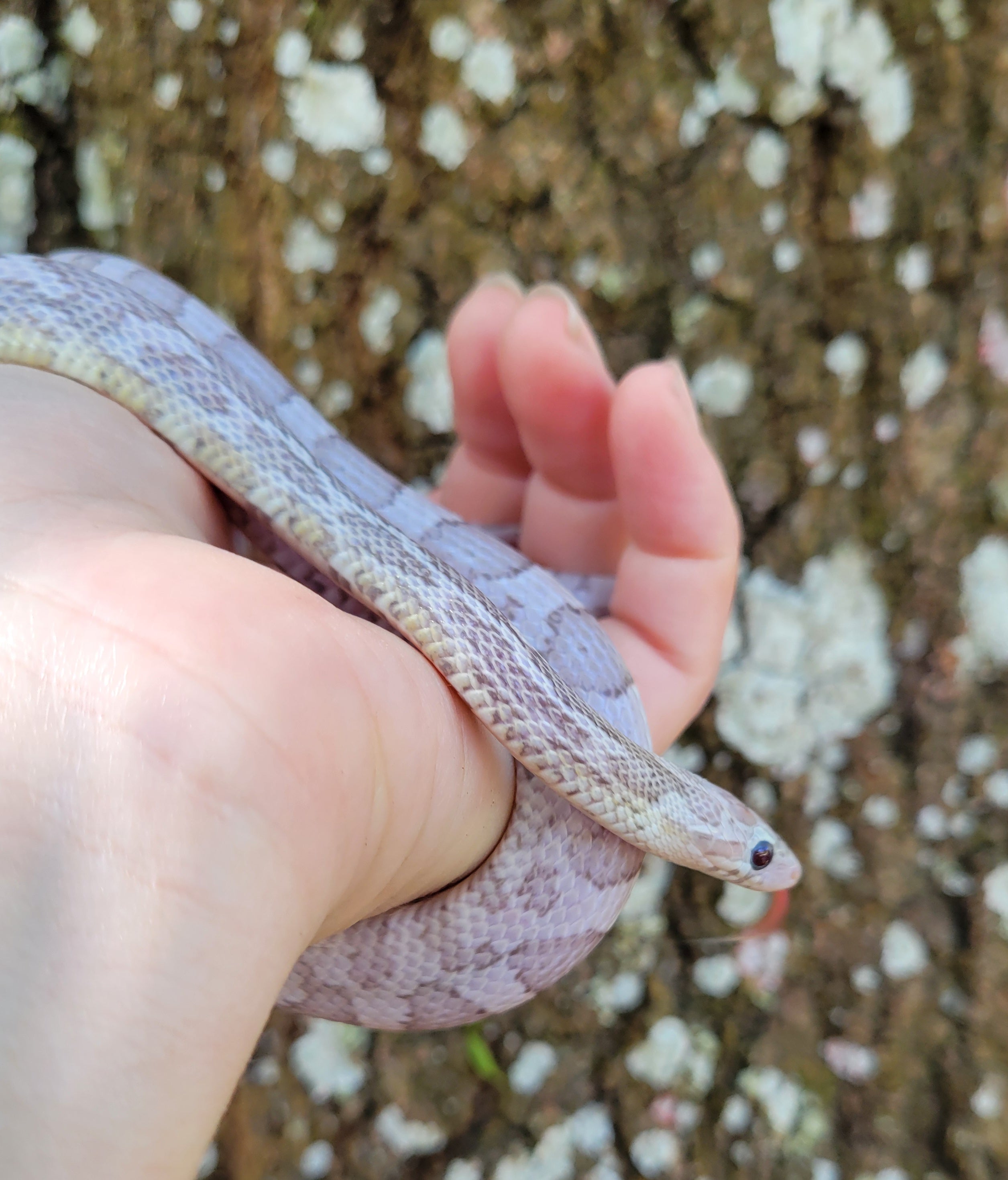 Sold Reptiles – Midnight Exotics