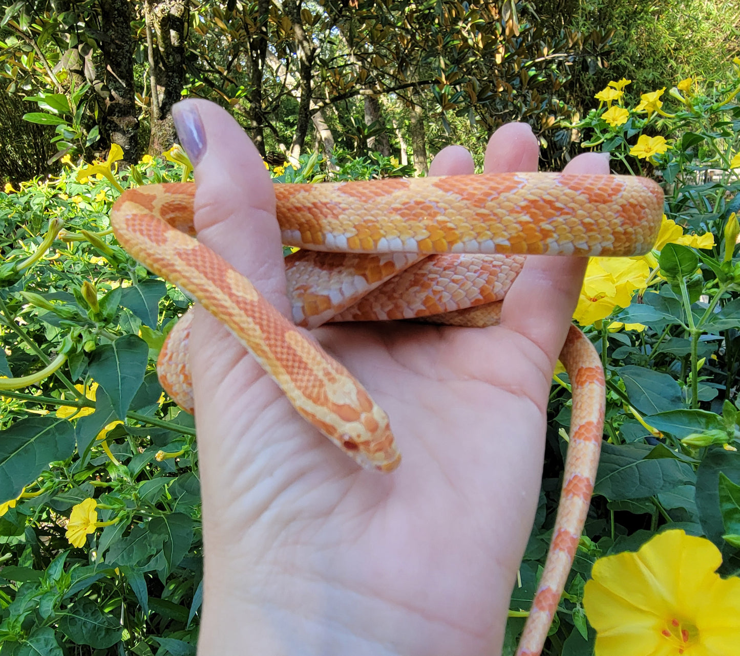 "Citron" GaLe124 Amel