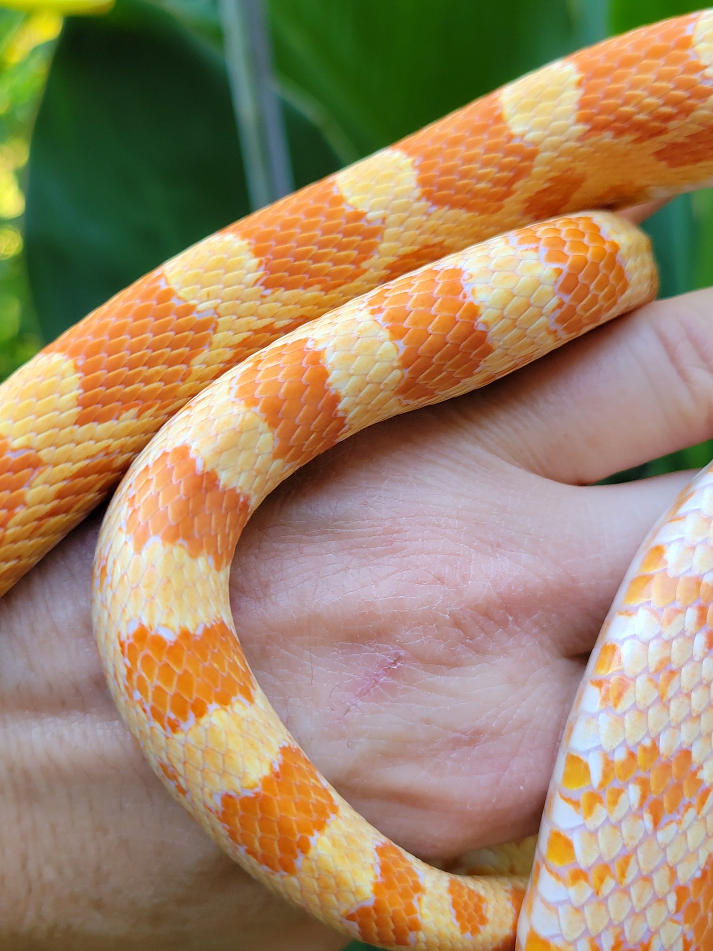 "Citron" GaLe124 Amel