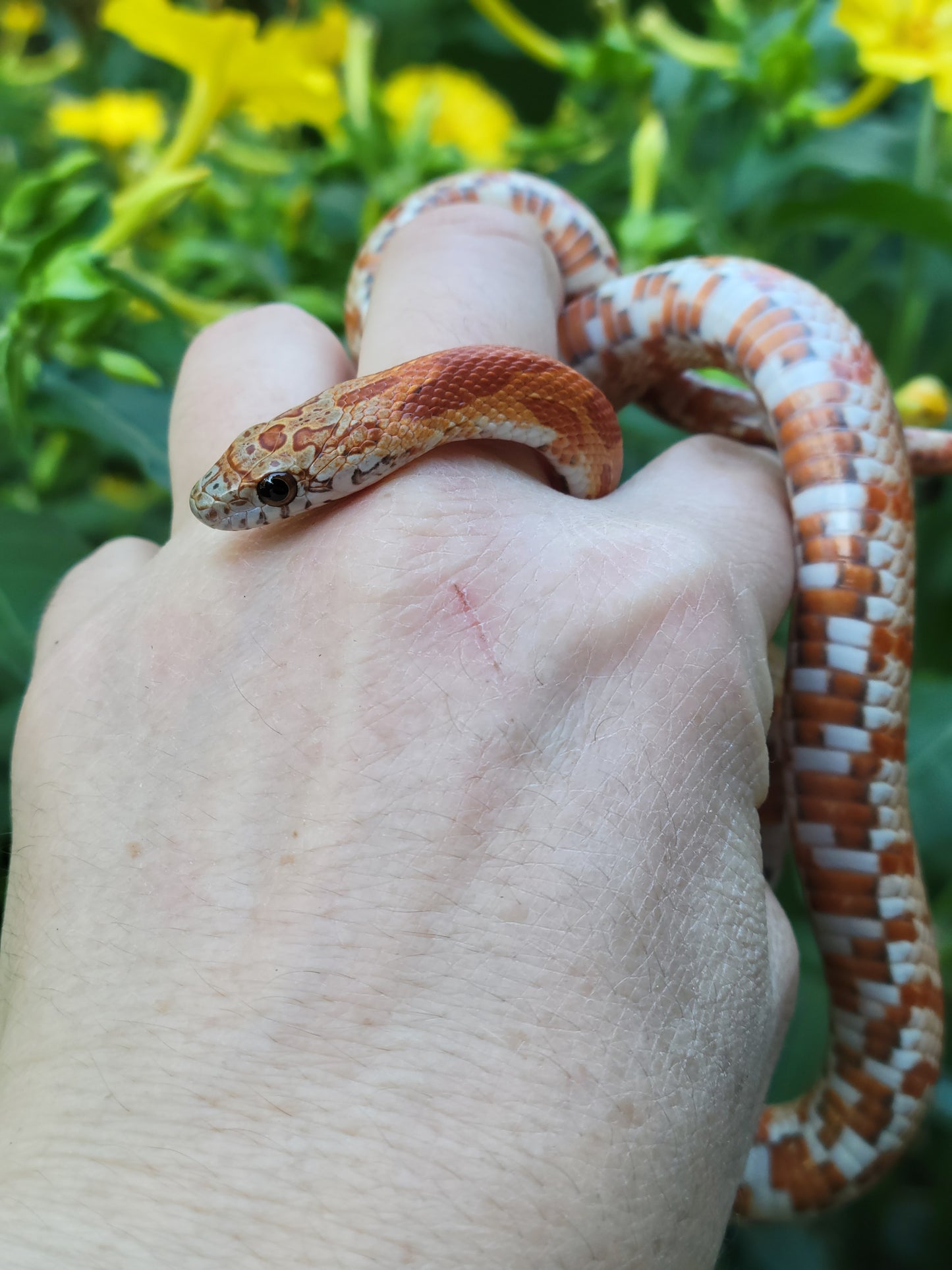 "Primrose" Miami Sunkissed het cinder (het shatter)