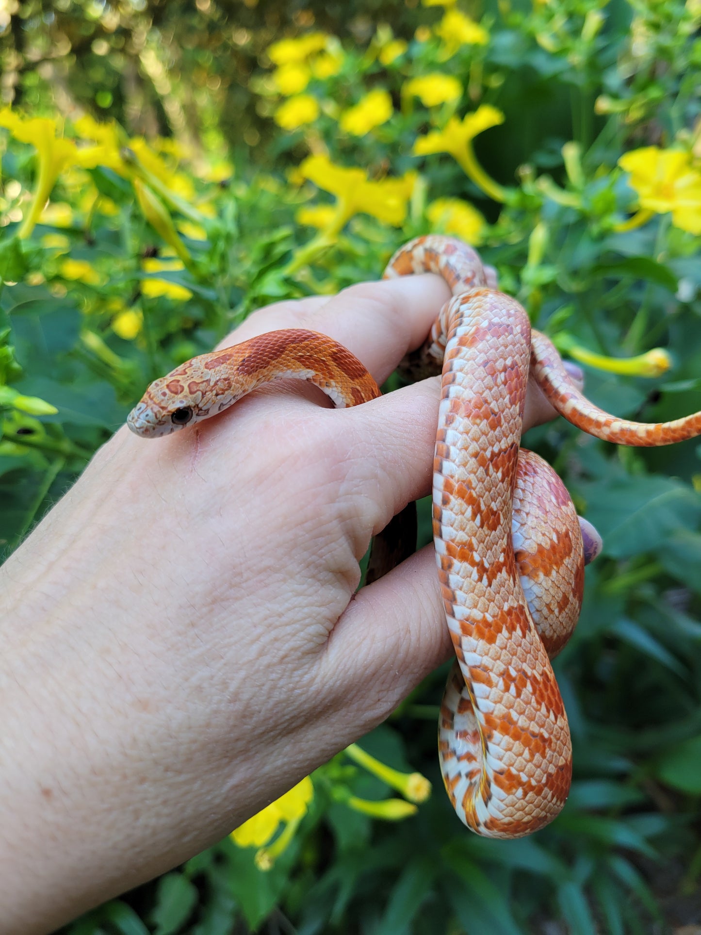 "Primrose" Miami Sunkissed het cinder (het shatter)