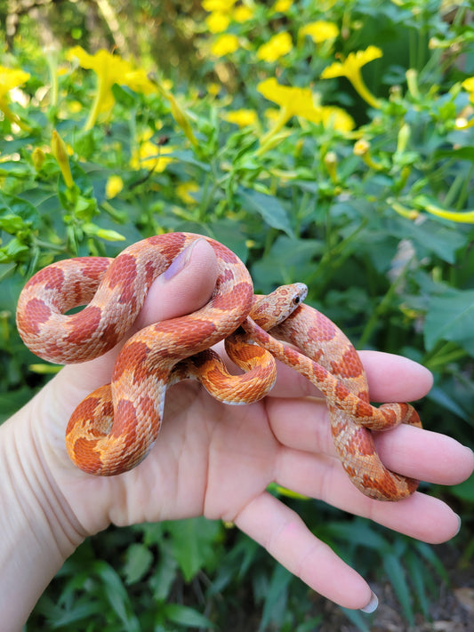"Primrose" Miami Sunkissed het cinder (het shatter)