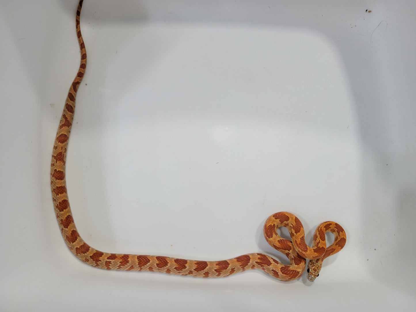 "Primrose" Miami Sunkissed het cinder (het shatter)