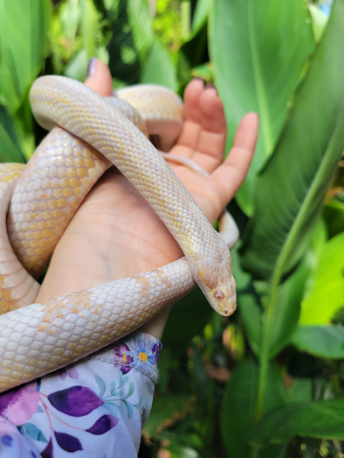 "Figment" -  Hypo Snow Motley Stripe