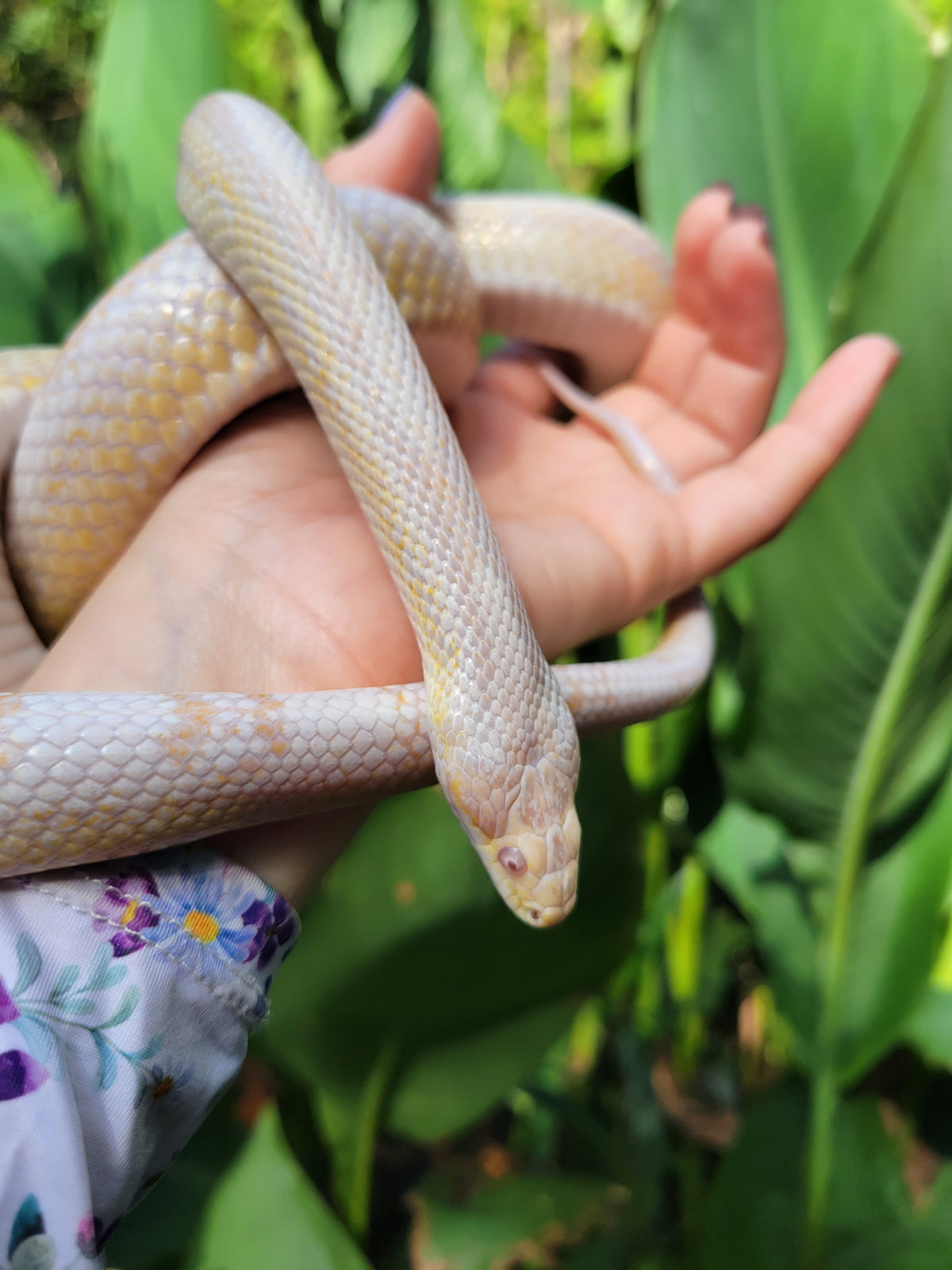 "Figment" -  Hypo Snow Motley Stripe