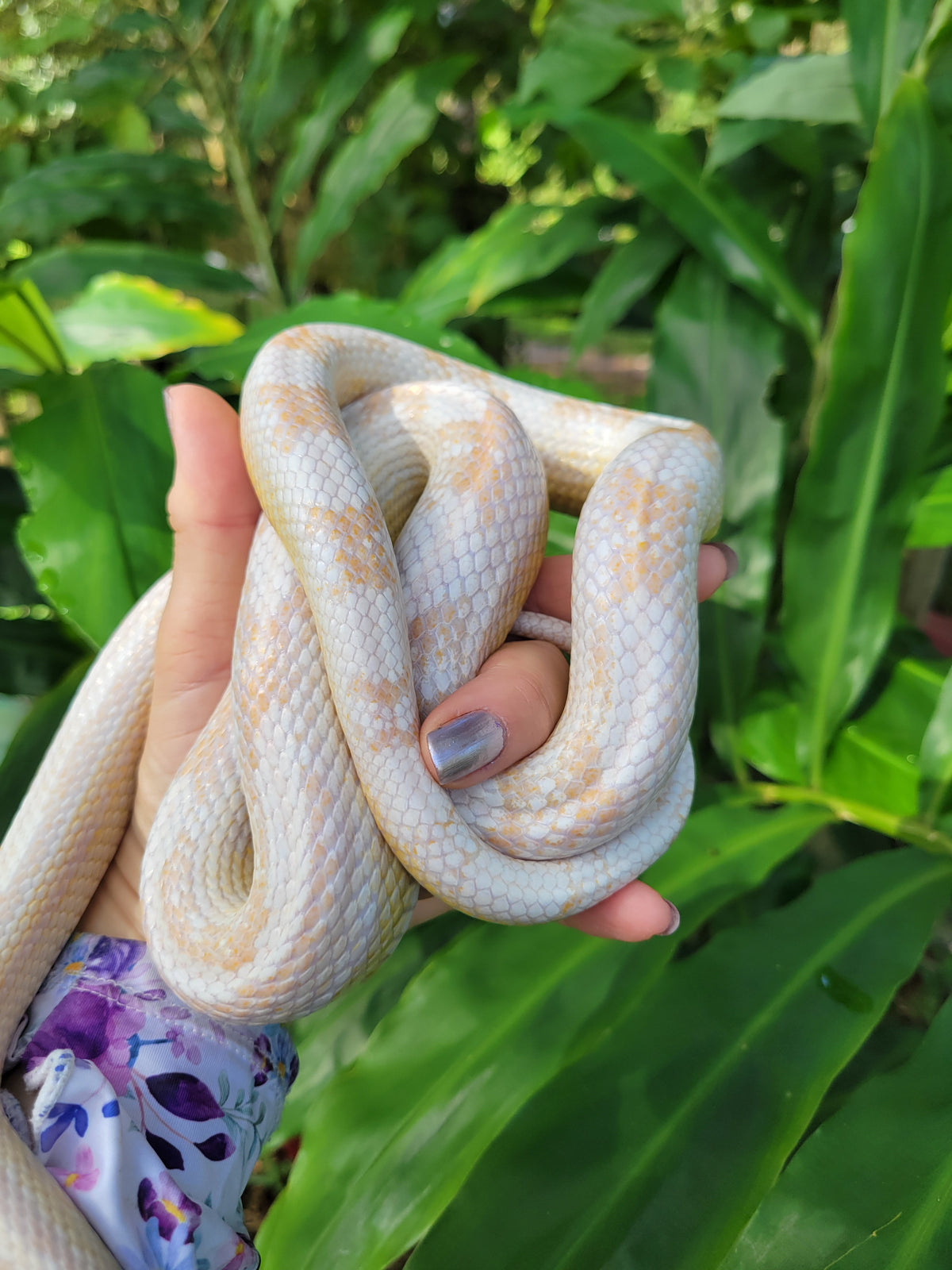 "Figment" -  Hypo Snow Motley Stripe