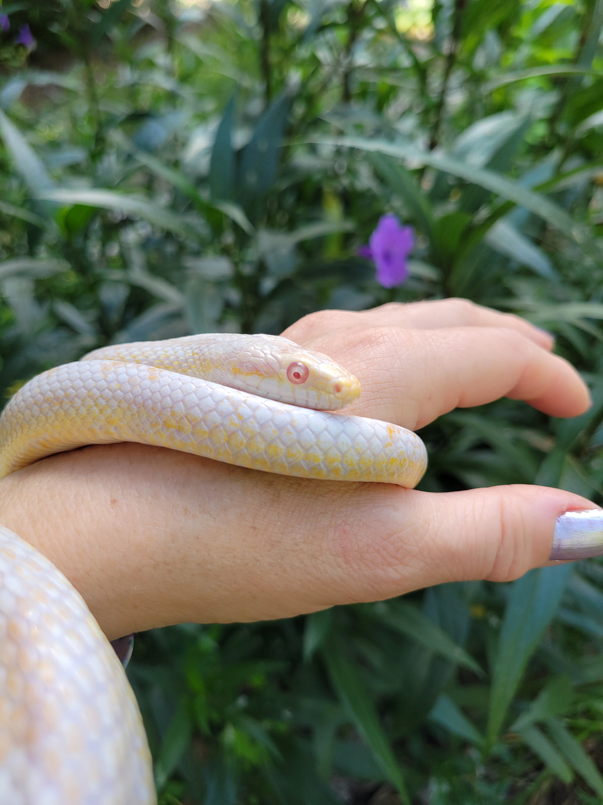 "Figment" -  Hypo Snow Motley Stripe