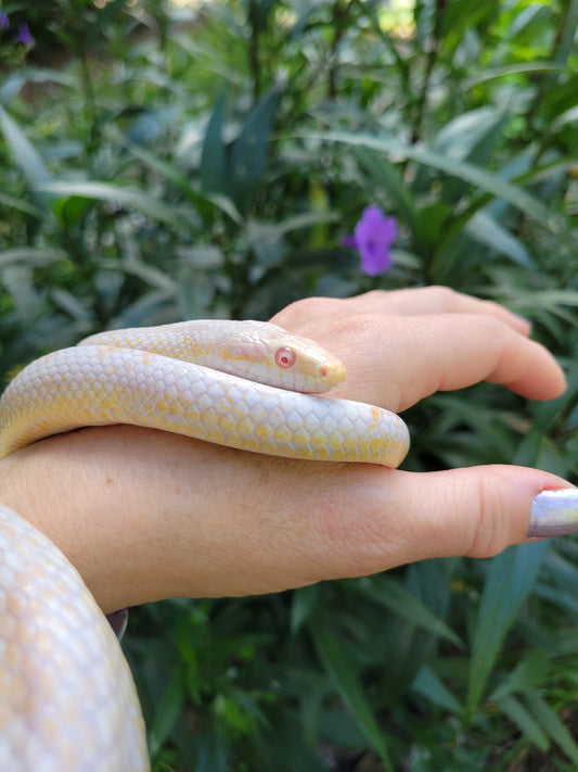 "Figment" -  Hypo Snow Motley Stripe