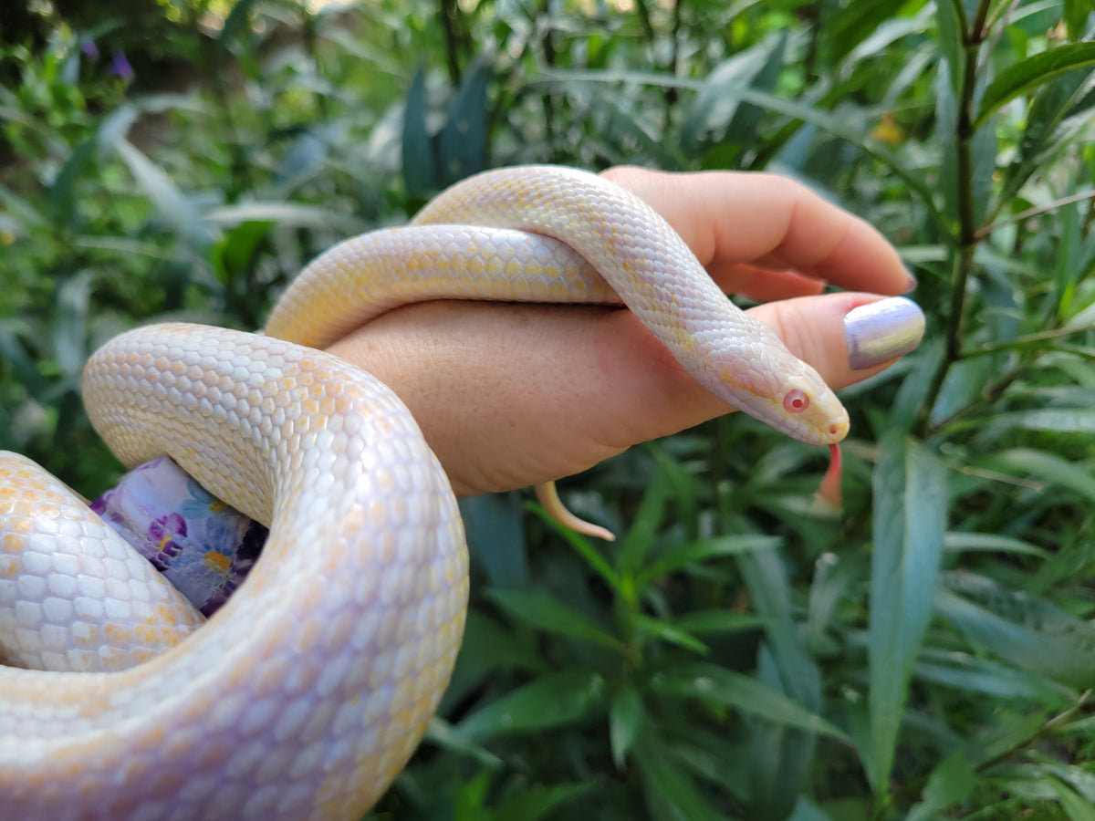 "Figment" -  Hypo Snow Motley Stripe