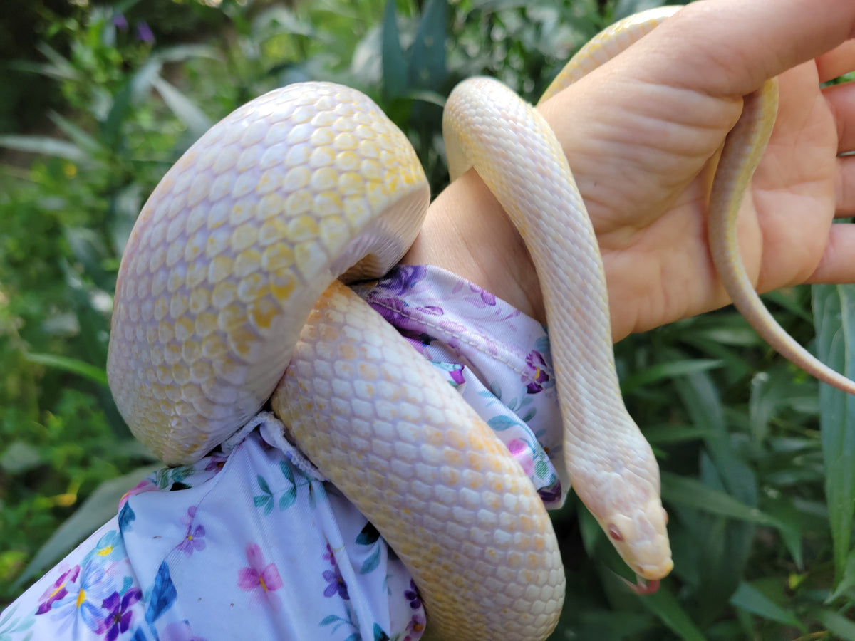 "Figment" -  Hypo Snow Motley Stripe
