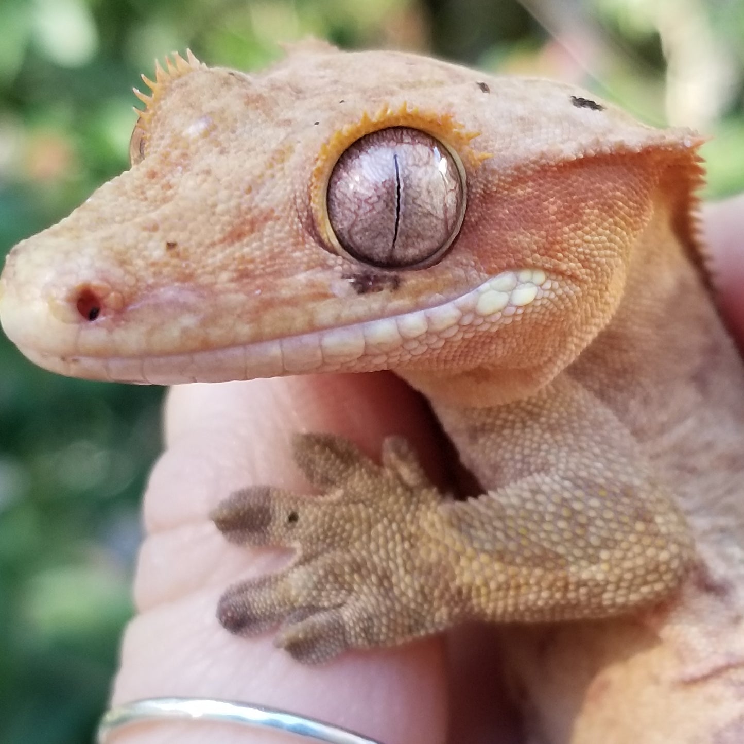 "Banshee" - (M) Red Tiger Dal