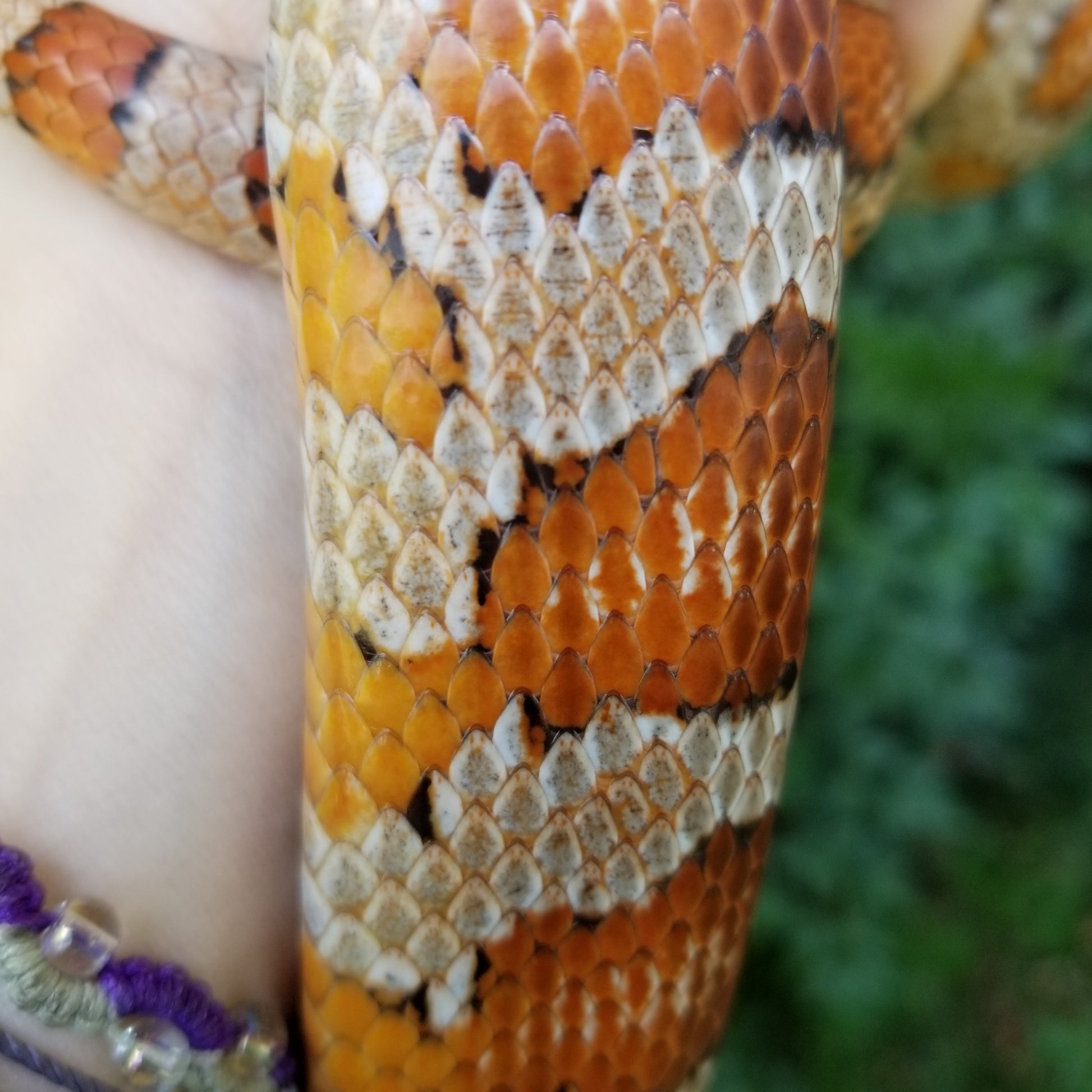 Close up of snake scales