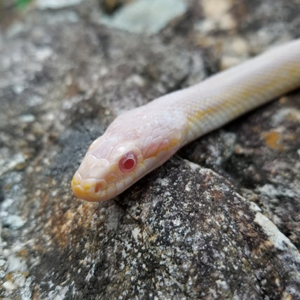 "Figment" - (M) Hypo Snow Motley Stripe