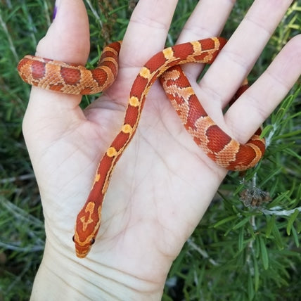 "BaLa122 - Glory" - (F) Hypo Het Lavender