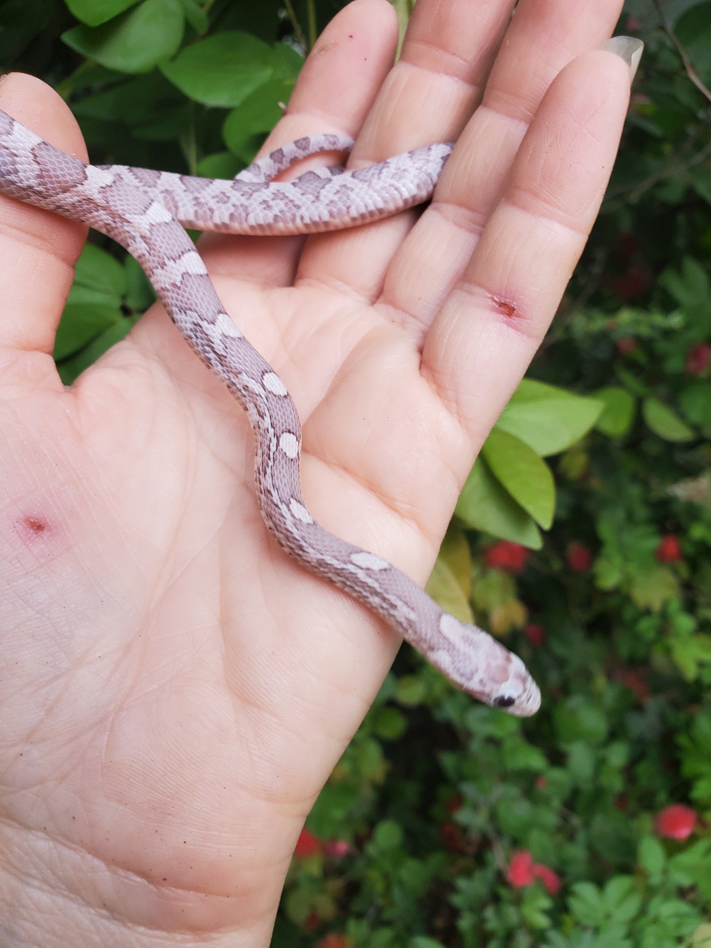  on a person's hand with a blurred foliage background