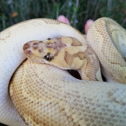 "Captain Smudge" - (M) Pastel Lesser Clown Paradox