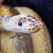 "Sunrise" - (F) Super Pastel Pinstripe Lesser Clown