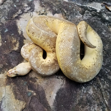 "Sunrise" - (F) Super Pastel Pinstripe Lesser Clown