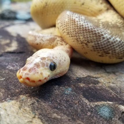 "Sunrise" - (F) Super Pastel Pinstripe Lesser Clown