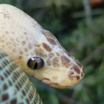 "Sunrise" - (F) Super Pastel Pinstripe Lesser Clown