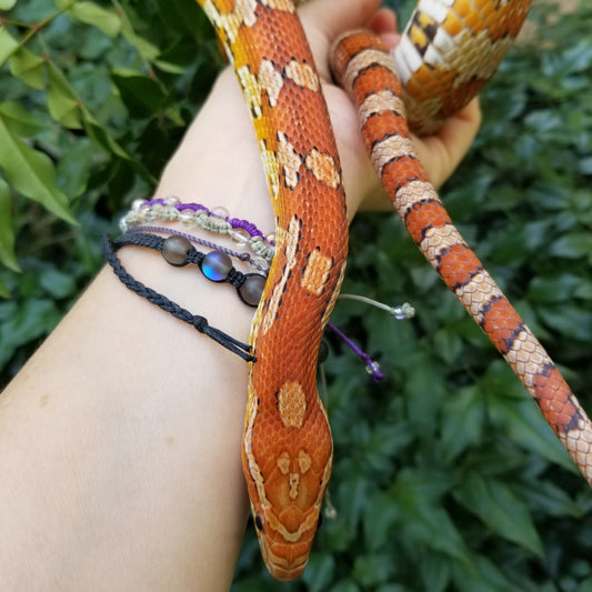 A photo of a female corn snake with orange, white, and black patterns, being held by a person with multiple bracelets on their wrist.