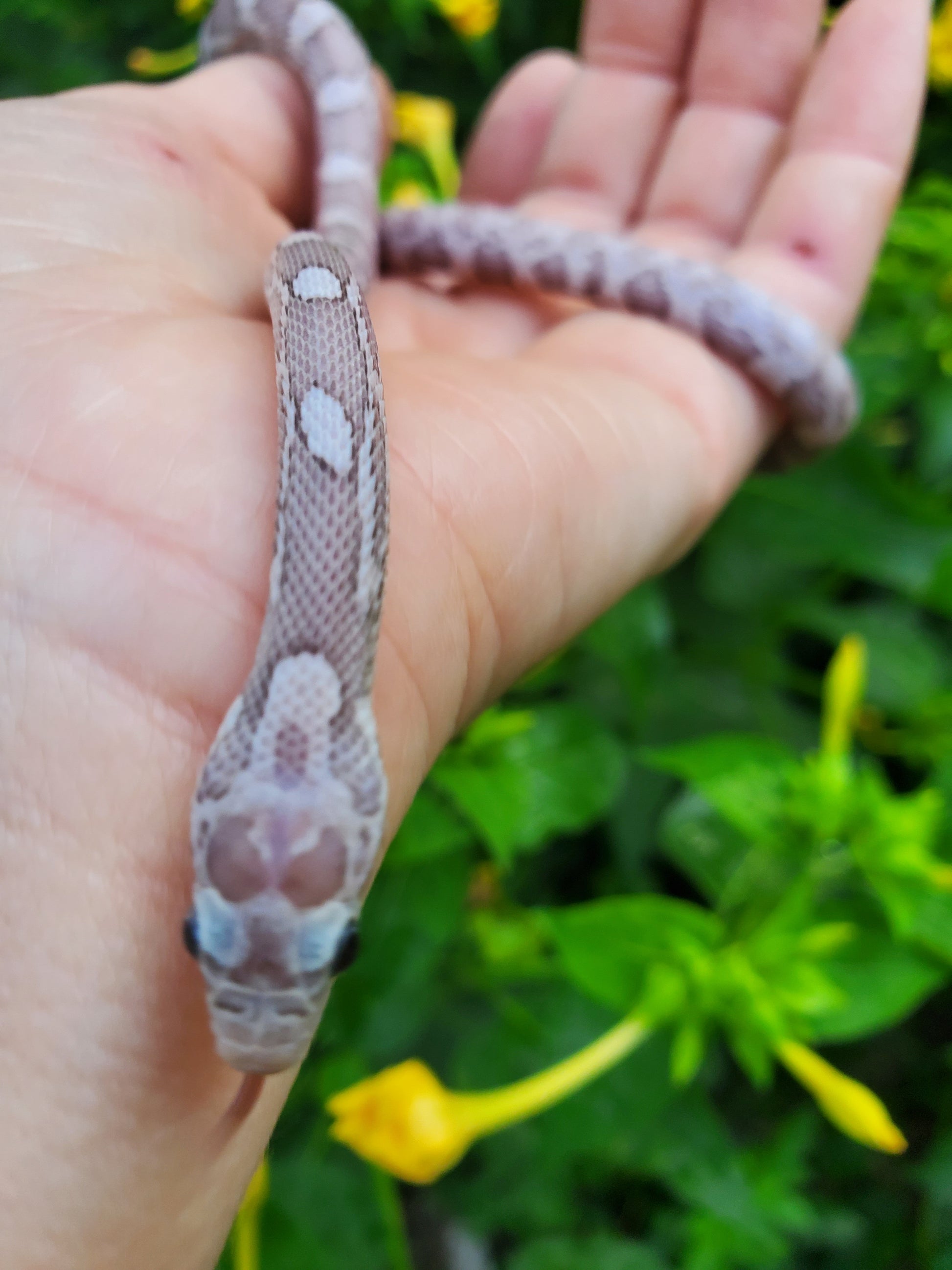 lavender grey snake on a person's hand with a blurred green and yellow background