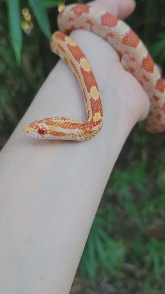 "Gobstopper" GaLe12410 Amel